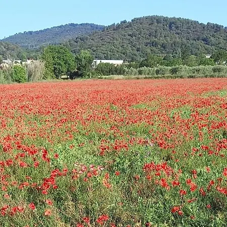 La Mosaique * Dauphin