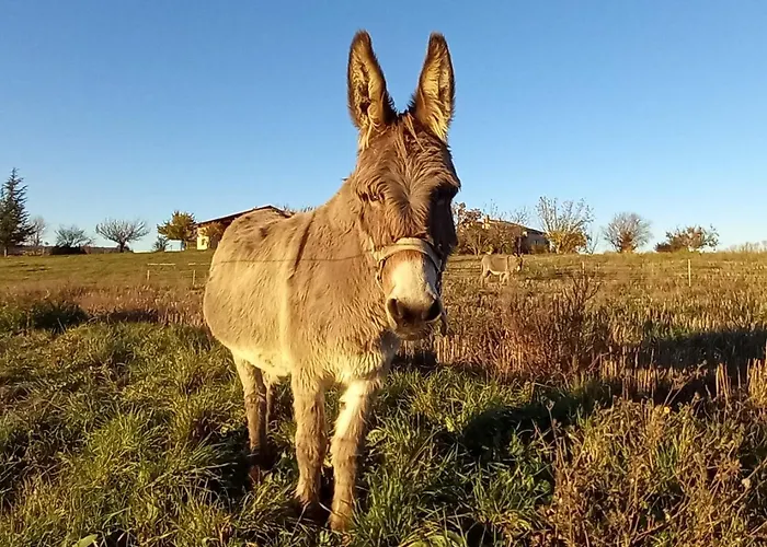 La Mosaique Holiday home *